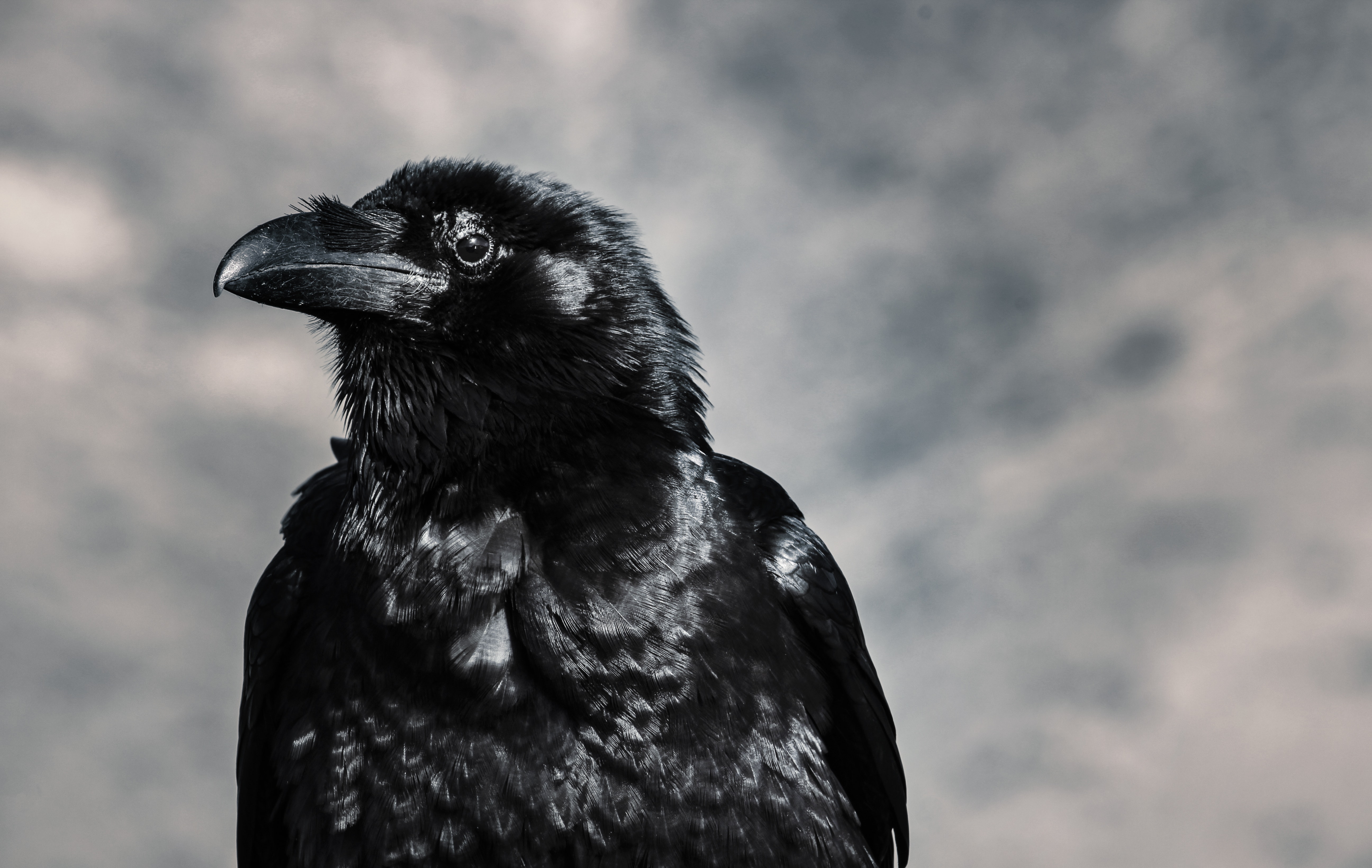 selective-focus-photograph-of-black-crow-946344.jpg