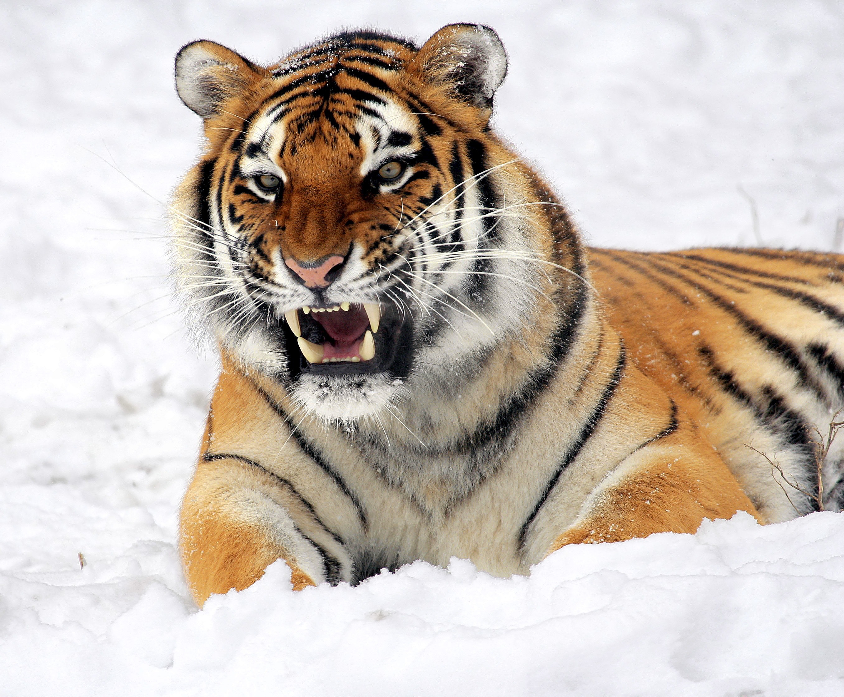 photo-of-tiger-showing-his-fangs-while-lying-on-white-40661.jpg